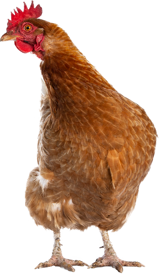 Brown Barnevelder chicken hen, on transparent background 