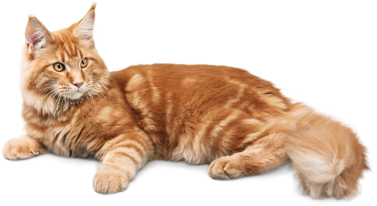 Ginger Cat Lying down